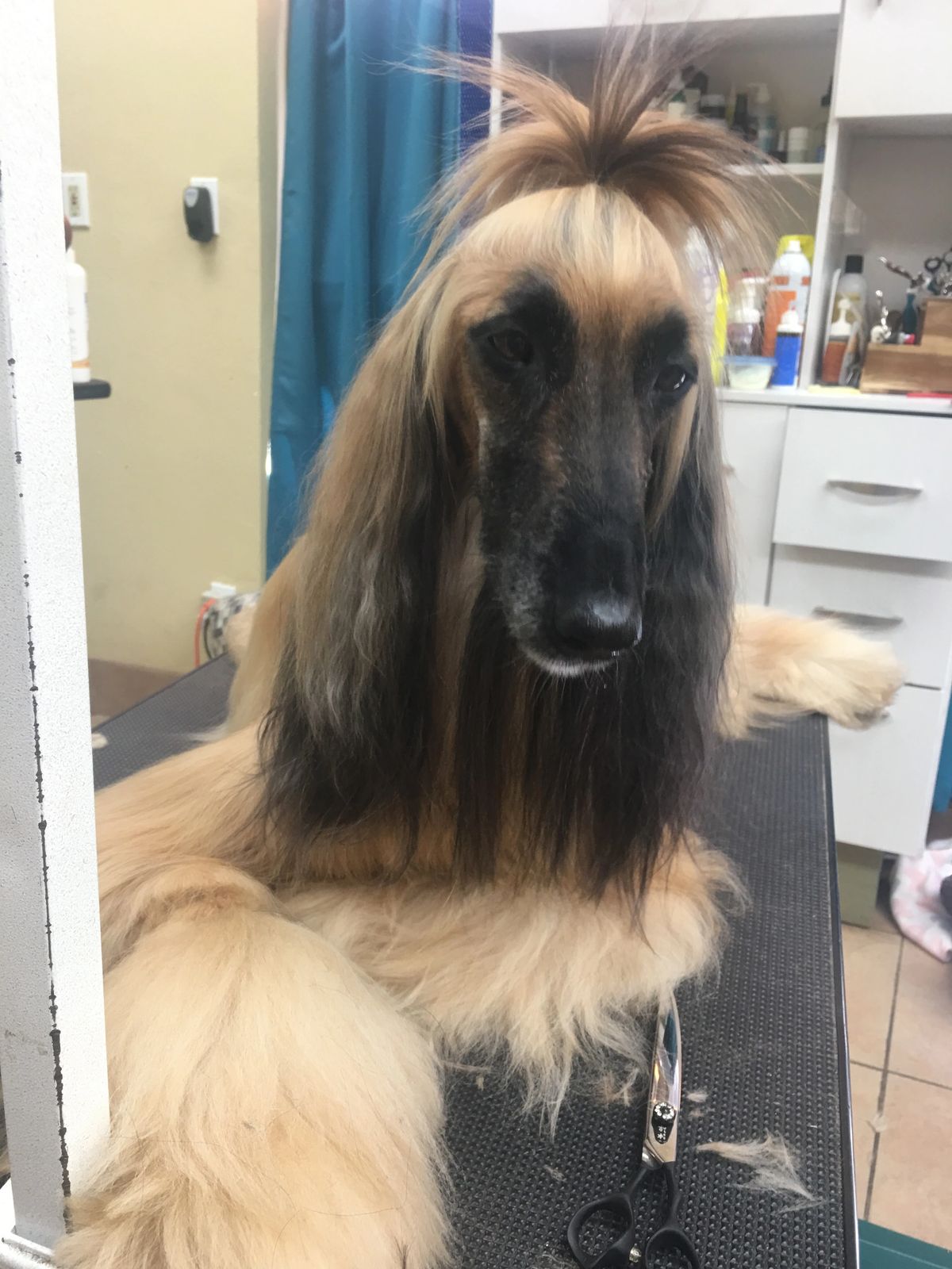 Afghan hound after grooming