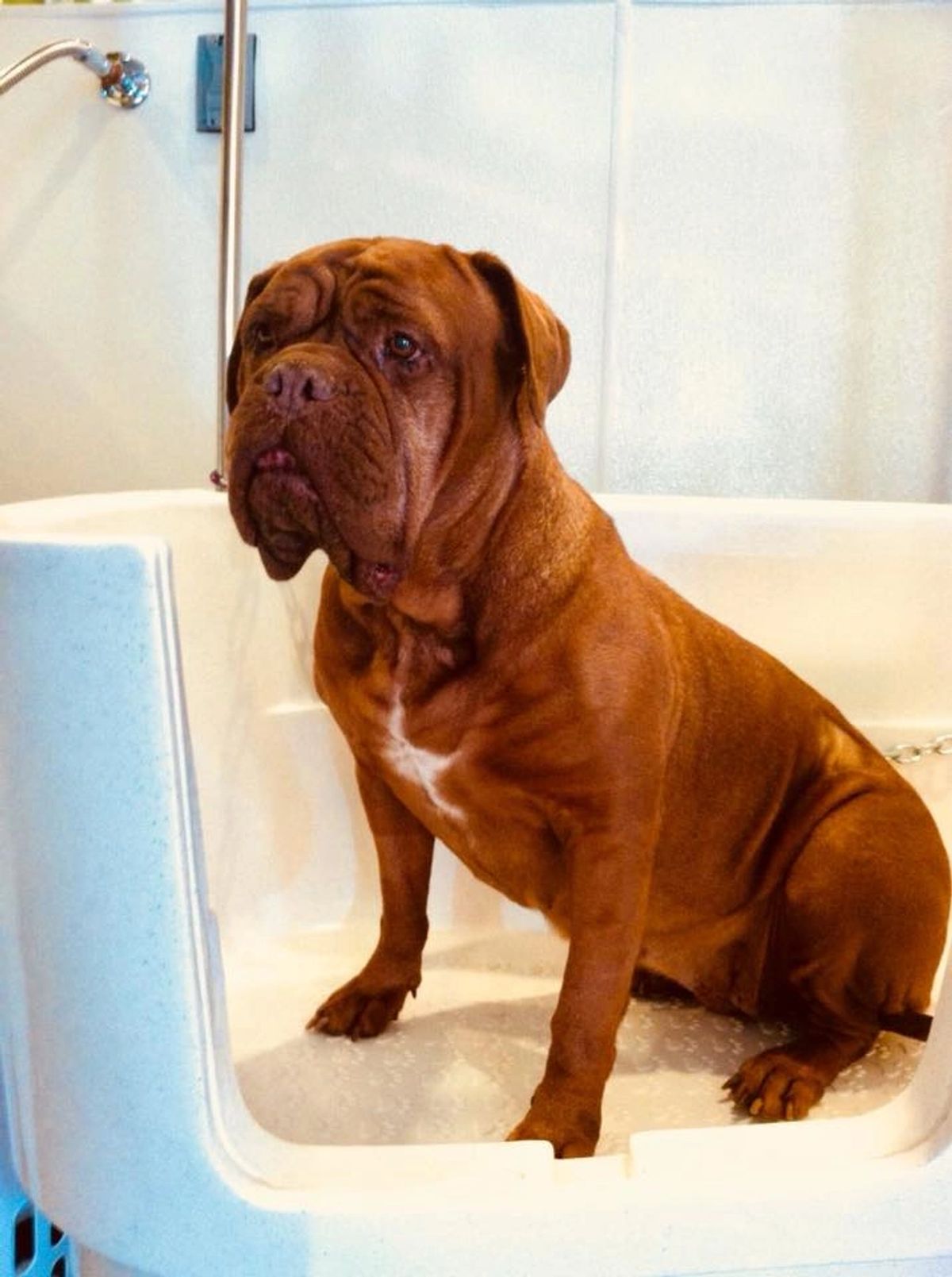 Sophie using a Green Bulldog wash tub