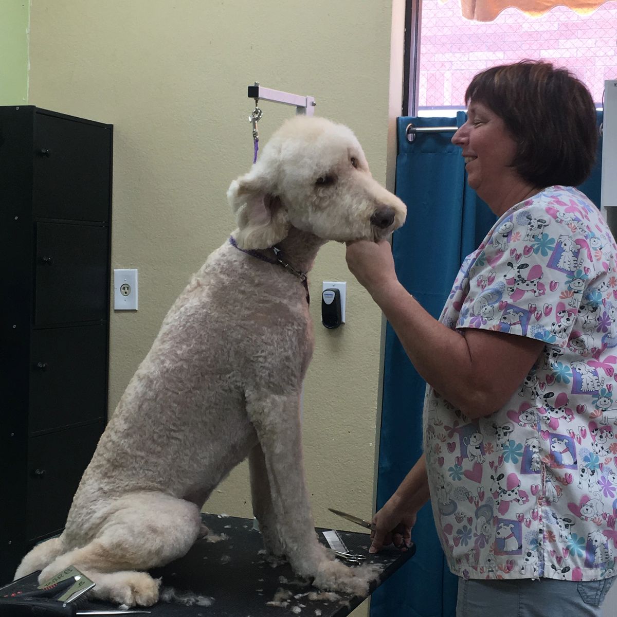 Barb grooming a doodle