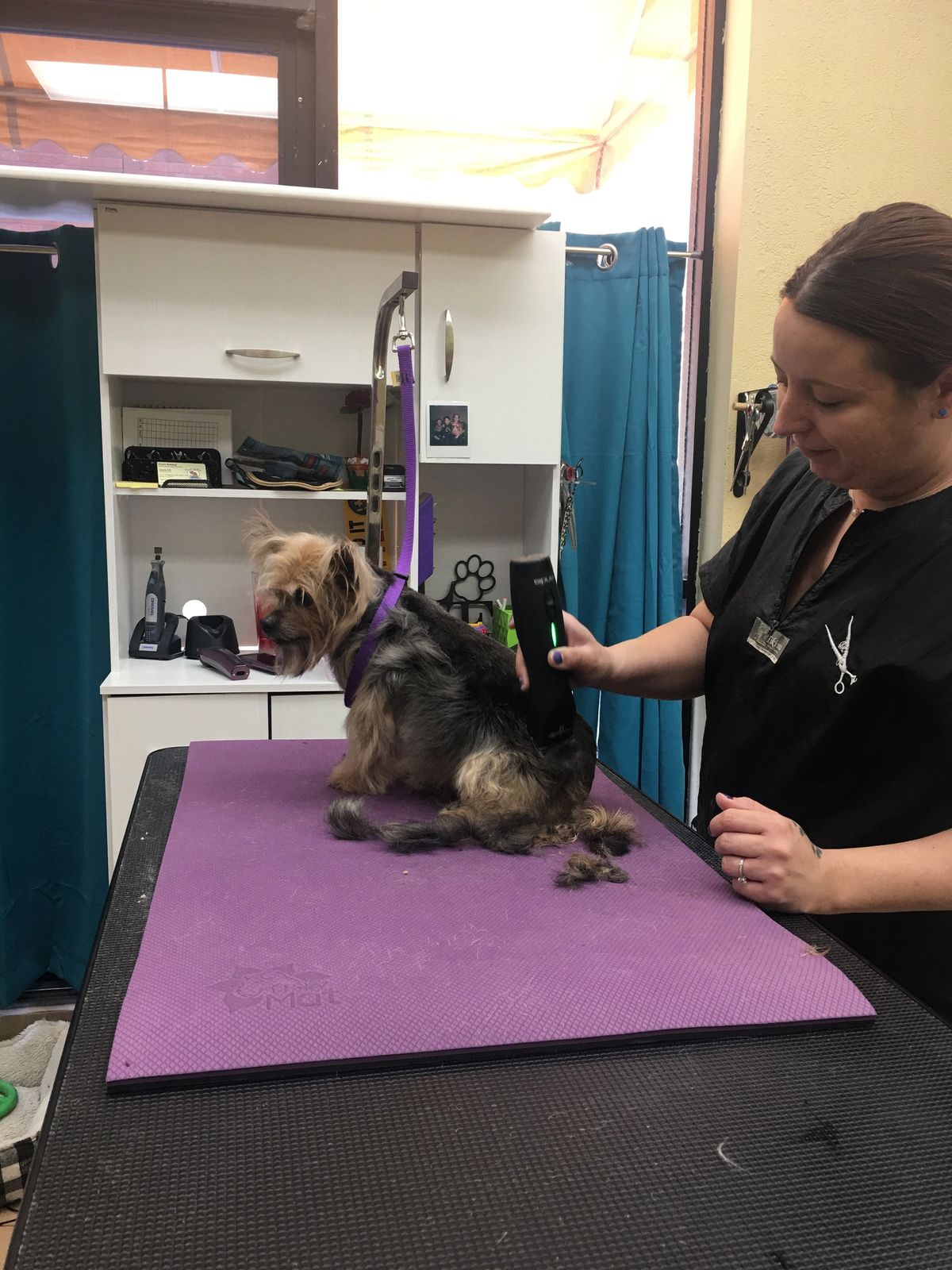 Dog being groomed at the Mesa spa