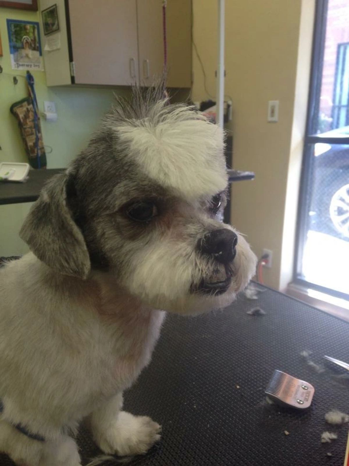 Freshly groomed dog
